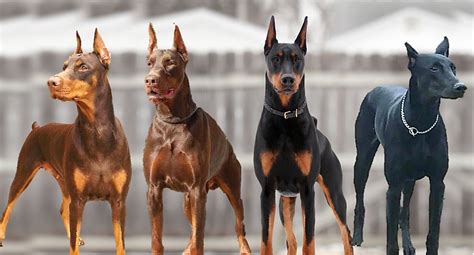 Doberman - Com › Threads › Dobermaninthemovieupdoberman In The Movie Up Doberman Breed Dog Forums.