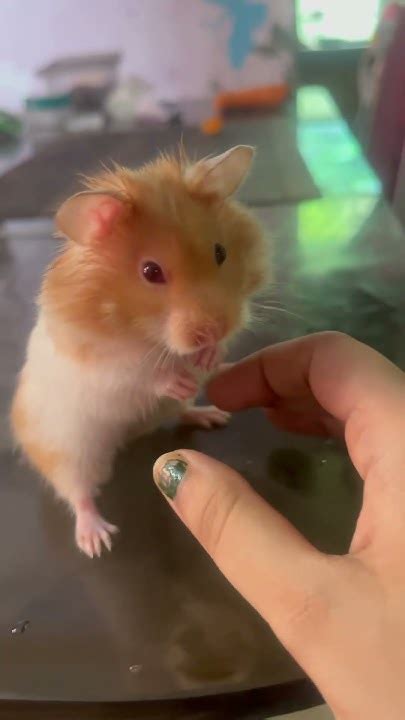 Indianhamster - Indianhamster Wildnature Rodentlife Hamsterreserve Animalwatching Interestingfacts Nature Animals Join An Exciting Journey Into The.